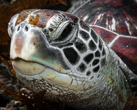  Die Geschichte vom Tempel der Schildkröten - Eine Reise durch die Mythen Vietnams!