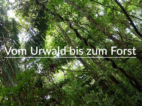  Die Geschichte vom Unheimlichen Urwald: Ein brasilianisches Märchen aus dem 3. Jahrhundert über die Macht der Natur und das Flüstern alter Geheimnisse!