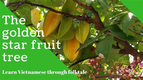  The Golden Star Fruit: Eine Reise durch vietnamesische Moral und Magie im 17. Jahrhundert