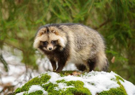  Der Tanuki und die Wunderbare Lektion über Bescheidenheit!